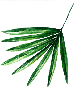 illustration-florale-tropicale-aquarelle-2