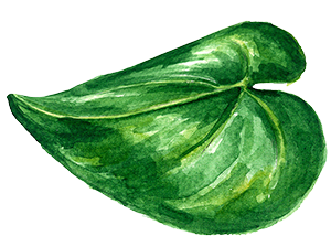 illustration-florale-tropicale-aquarelle-3