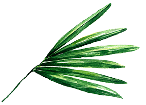 illustration-florale-tropicale-aquarelle-4